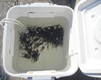 image of live minnows in cooler